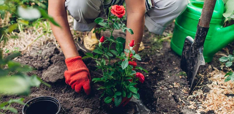 Förbered trädgården inför plantering av rosor