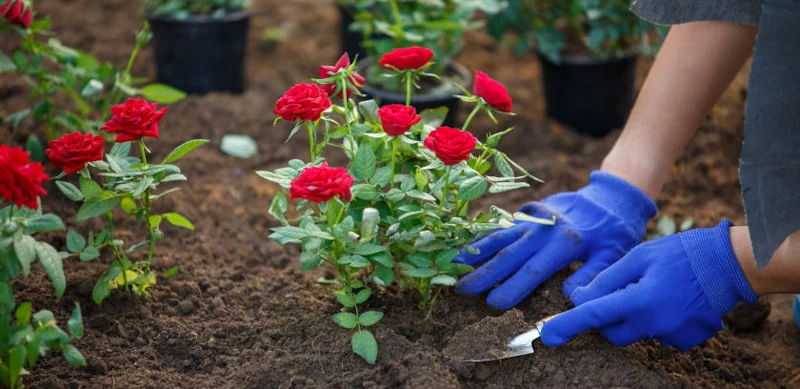 hur man planterar rosor
