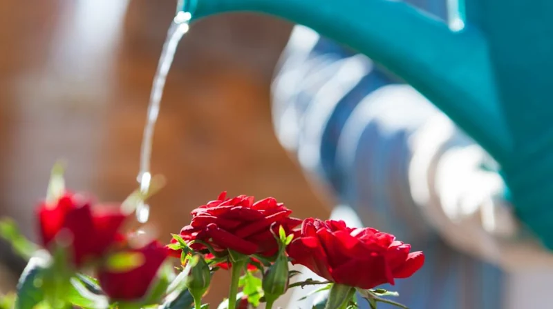 hur mycket vatten behöver rosor